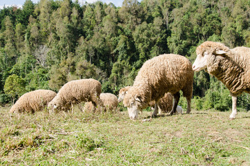 Obraz na płótnie Canvas Herd of sheep on green grass in a meadow