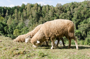 Obraz premium Herd of sheep on green grass in a meadow