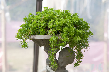 group of succelent plant in angle shave pot