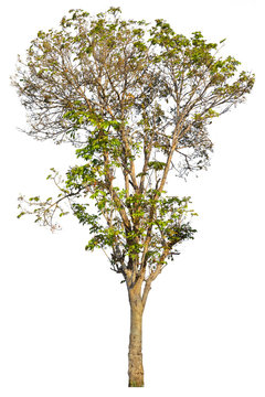 Iron wood tree is deciduous isolated on white background (Pyinka