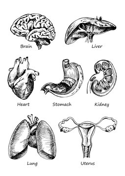 set of human organs, vector different human entrails, black and white sketch art, brain, stomach, kidney, heart, liver, woman uterus