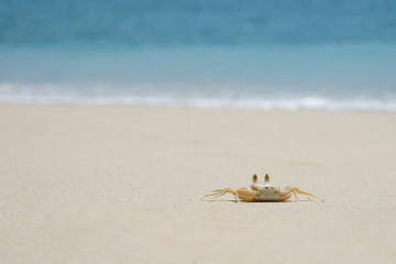 Fototapeta na wymiar Small wild crab on clear sky over sea beach. Summer holiday rela