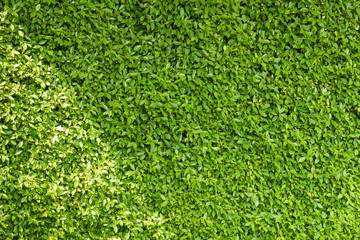 Fototapeta premium Wall tree background.