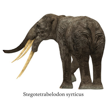 Stegotetrabelodon Elephant with Font - Stegotetrabelodon was an elephant that lived in the Miocene and Pliocene Periods of Africa and Eurasia.