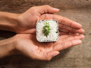 Woman' hand holding cactus in pot, wooden background, top view