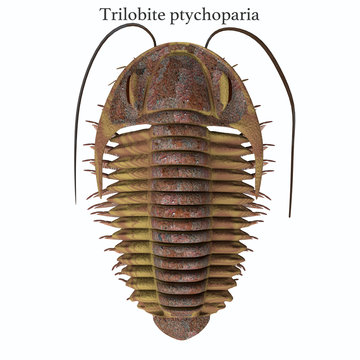 Trilobite ptychoparia and Font - Trilobite ptychoparia animal lived in the Cambrian seas of Eurasia and North America.