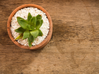 Obraz na płótnie Canvas Succulent or Cactus in pot, wooden background, top view