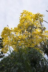 Fototapeta premium Yellow guayacan
