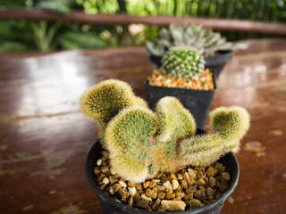 Succulent or Cactus in pot on wooden table