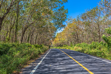 light through the trees on hilltop