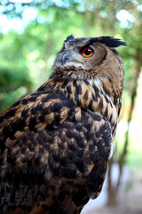 Owls are nocturnal birds.