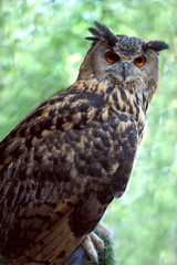 Owls are nocturnal birds.