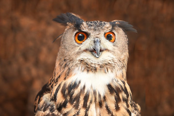Owls are nocturnal birds.