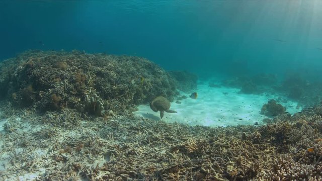 Hawksbill turtle swims on a coral reef. 4k footage 