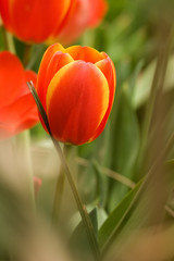 BEIJING, CHINA - April 24 2012: Tulips  blossom  in Zhongshan Park.