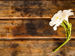 Plumeria flower on wooden background