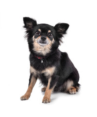 Chihuahua isolated on white background