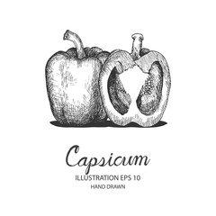 Capsicum or bell pepper hand drawn illustration by ink and pen sketch. Isolated vector design for fruit and vegetable products and health care goods.
