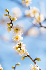 Japanease White Plum,in Showa Kinen Park,Tokyo,Japan