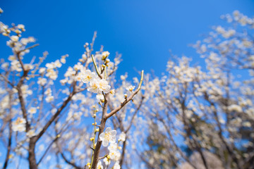 Japanease White Plum,in Showa Kinen Park,Tokyo,Japan