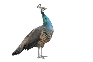 Fototapeta premium One standing peacock isolated on white background. Clipping path