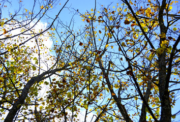 Autumn Leaves
