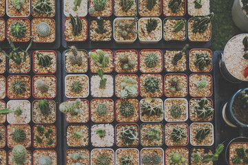 Cactus Houseplant Collection Decoration Set