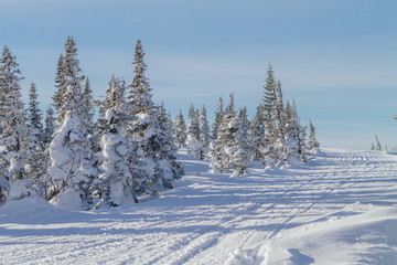 Beautiful winter landscape