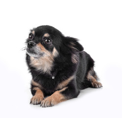 Chihuahua isolated on white background