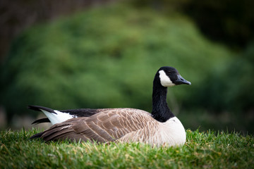 The Sitting Canadian Goose