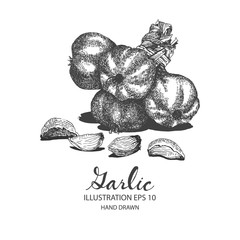 Garlic hand drawn illustration by ink and pen sketch. Isolated vector design for fruit and vegetable products and health care goods.