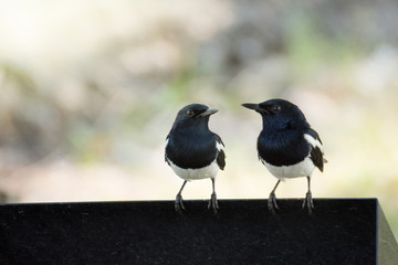 The birds are white and black. (Oriental magpie robin) are stand
