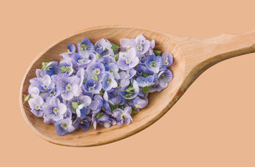 delicate blue flower petals in a wooden spoon close-up view from above isolated on the background skin color