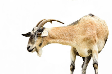 goat isolated on white