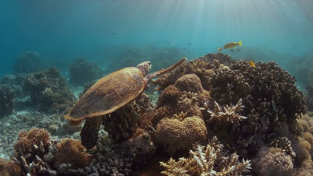 Hawksbill turtle swims on a coral reef. 4k footage 