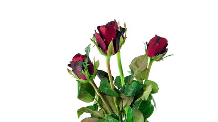 Red roses on white background, isolated.