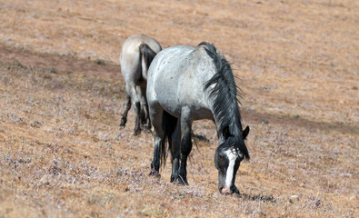 Blue Roan Stallion grazing on Sykes Ridge in the Pryor Mountains Wild Horse Range on the Wyoming...