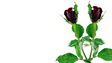 Obraz premium Red roses on white background, isolated.