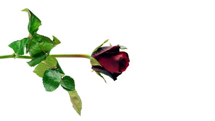 Red rose on white background, isolated.