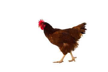 brown hen isolated on white, studio shot