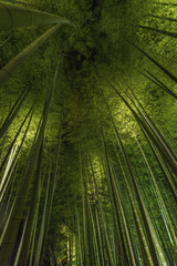 Bamboo grove, bamboo forest in Arashiyama, Kyoto, Japan