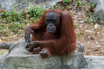 Orangutan or Pongo pygmaeus.