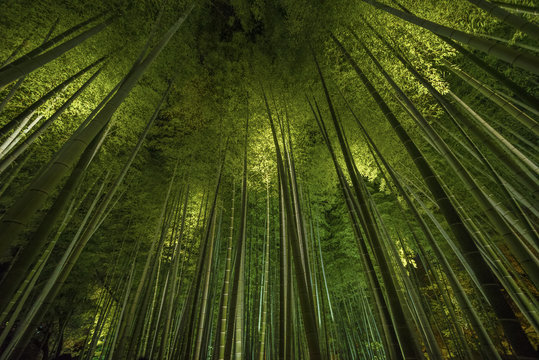 Fototapeta Bamboo grove, bamboo forest in Arashiyama, Kyoto, Japan