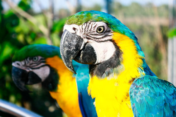 Couple of blue-and-yellow Macaw (Ara araruana) parrots sitting a