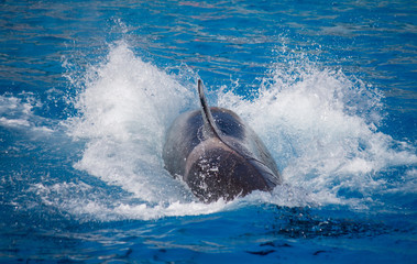 whale making a splash
