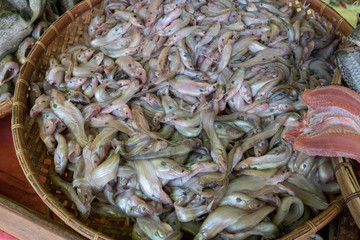 Many fresh butter catfish, Two-spot glass catfish, Ompok bimacul
