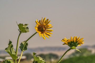 Nebraska Sunflowers