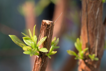 Tree branch with bud, embryonic green leave shoot. gray abstract