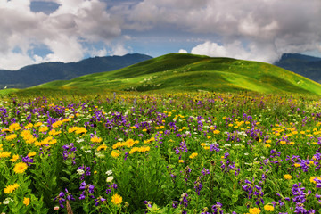 Fototapeta premium Alpine meadow closeup with blooming wildflowers at the rocky mou