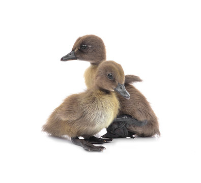 Duckling isolated on white